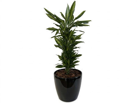 Växt Draceana Cintho, svart, H: 160 cm